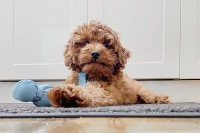 caring for your puppy