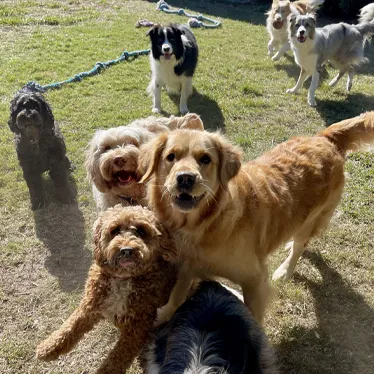 group of dogs