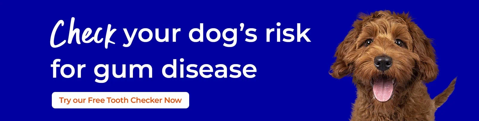 Pet Dental Care in Dublin