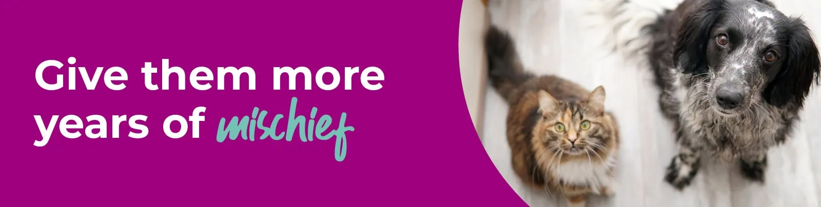 Senior Pet Care | Primrose Hill Veterinary Hospital